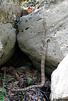 Speckled Rattlesnake