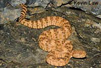 Speckled Rattlesnake