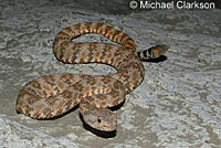 Speckled Rattlesnake