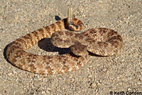 Speckled Rattlesnake