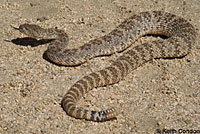 Speckled Rattlesnake