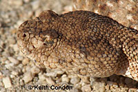 Speckled Rattlesnake