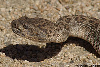 Speckled Rattlesnake