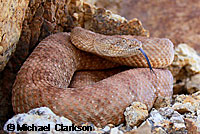 Speckled Rattlesnake