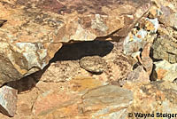 Speckled Rattlesnake