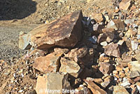 Speckled Rattlesnake