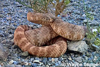 Speckled Rattlesnake