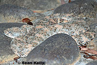 Speckled Rattlesnake