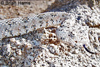 Speckled Rattlesnake