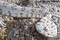 Speckled Rattlesnake