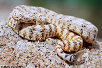 Speckled Rattlesnake