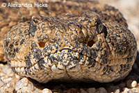 Speckled Rattlesnake