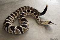 rattlesnake