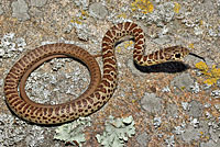 western yellow-bellied racer