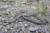 western yellow-bellied racer