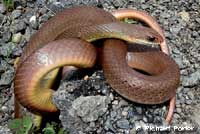 western yellow-bellied racer