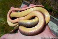 western yellow-bellied racer