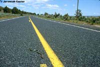 Western Yellow-bellied Racer