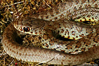 western yellow-bellied racer