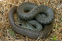 western yellow-bellied racer