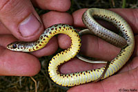 western yellow-bellied racer