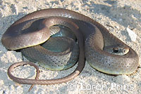 western yellow-bellied racer