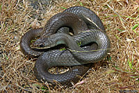 western yellow-bellied racer