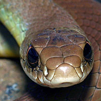 western yellow-bellied racer