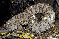 Speckled Rattlesnake