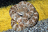 Speckled Rattlesnake