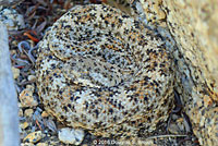 Speckled Rattlesnake