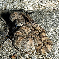 Speckled Rattlesnake