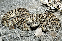 Speckled Rattlesnake