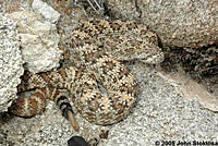 Speckled Rattlesnake