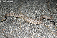 Speckled Rattlesnake