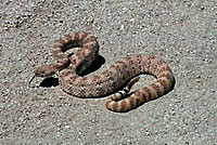 Speckled Rattlesnake