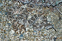 Speckled Rattlesnake