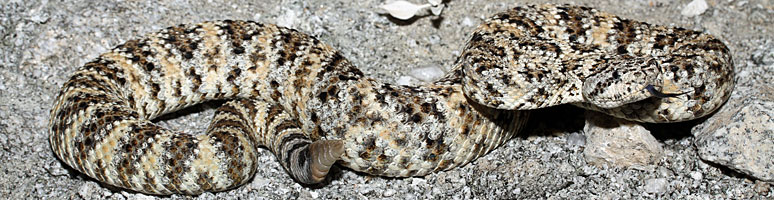 Speckled Rattlesnake