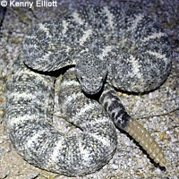 Speckled Rattlesnake