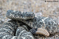 Speckled Rattlesnake