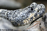 Speckled Rattlesnake