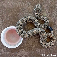 Speckled Rattlesnake