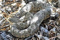 Speckled Rattlesnake