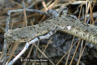 Speckled Rattlesnake