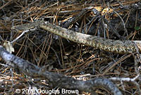 Speckled Rattlesnake