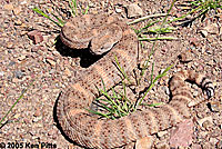 Speckled Rattlesnake