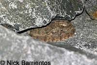 Speckled Rattlesnake