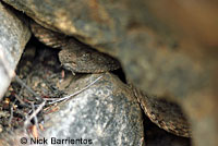 Speckled Rattlesnake