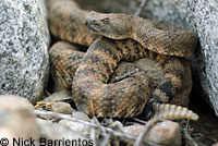 Speckled Rattlesnake