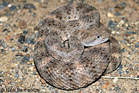 Speckled Rattlesnake